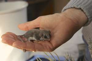 Feathertail Glider