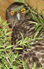 Powerful Owl Adult