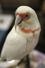 Long-billed Corella