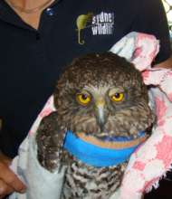 Powerful Owl Adult