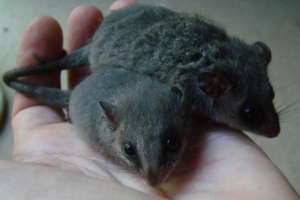 Eastern Pygmy Possums