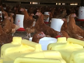 Chickens are doing well