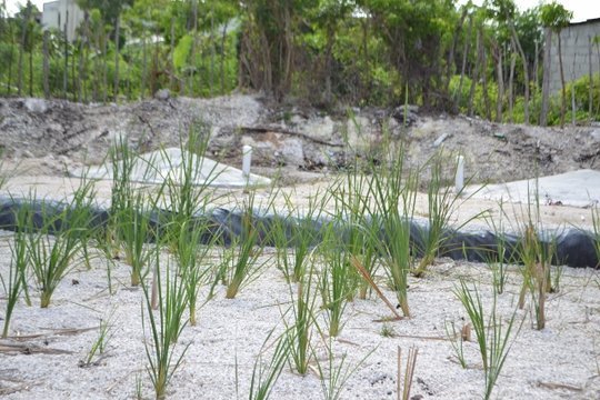 Fuentes de Vida Community Water Project