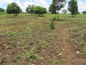 April - Land is cleared, planted w/maize