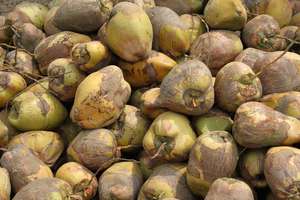 Many, Many Coconuts to You!