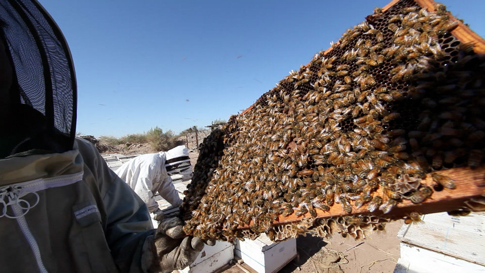Bee Society: A Global Touring Sound Installation