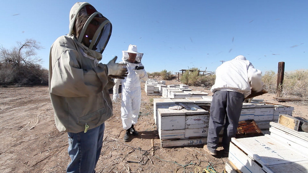 Bee Society: A Global Touring Sound Installation