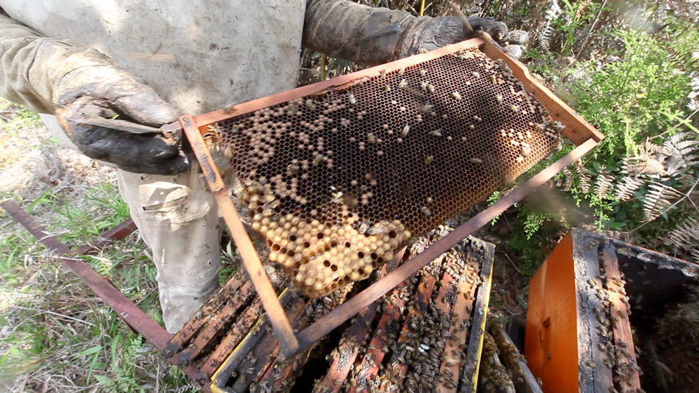 Bee Society: A Global Touring Sound Installation