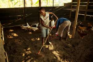 Tending Chickens at Tudabujja