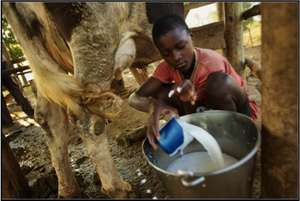 Farm chores