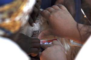 Checking goat eyes to see if they are anemic