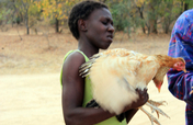 Chickens and a Dream for AIDS Orphans
