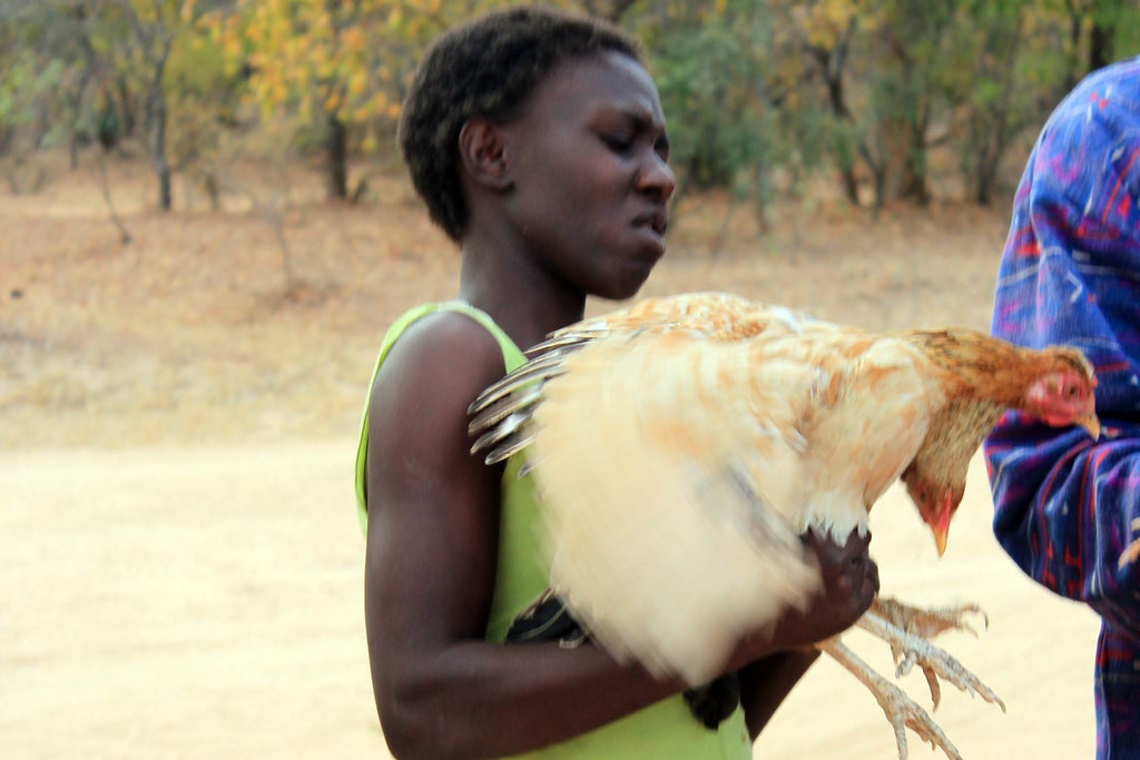 Chickens and a Dream for AIDS Orphans