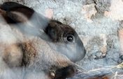 Rabbits, Rabbits and More Rabbits for Orphans