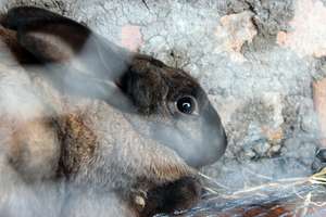 Rabbits, Rabbits and More Rabbits for Orphans