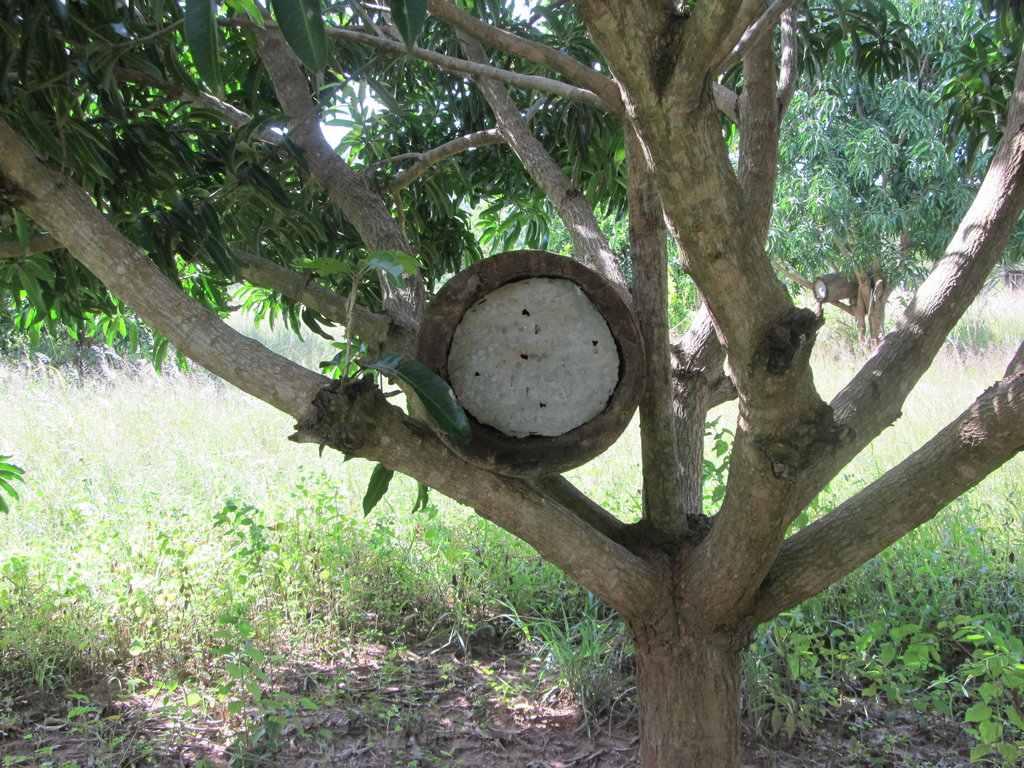 Create 100 bee farmers in Nakasongola-Uganda