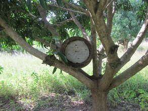 Local Bee Hive