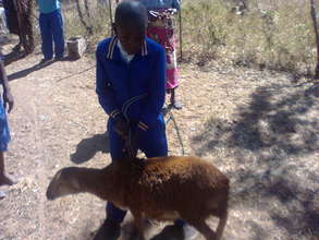 Behave with one of his goats