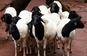 Sheep for Adolescent AIDS Orphans in Zimbabwe