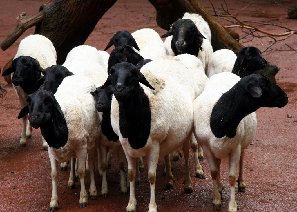 Sheep for Adolescent AIDS Orphans in Zimbabwe
