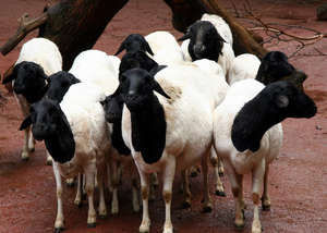 Sheep for Adolescent AIDS Orphans in Zimbabwe