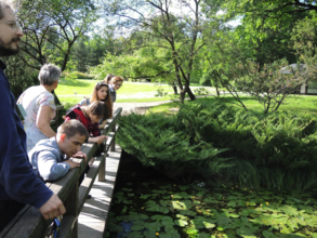 In the evening we observed how water lilies closed