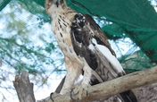 Provide food & care for our African Hawk Eagle