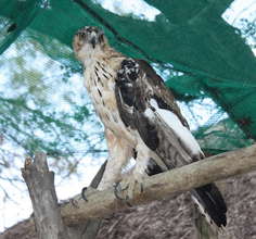 Provide food & care for our African Hawk Eagle
