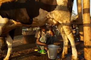 Tudabujja resident milks a cow