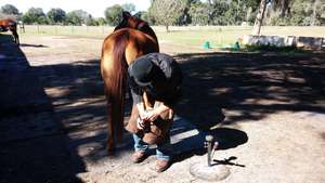Regular hoof trims are needed for healthy feet!
