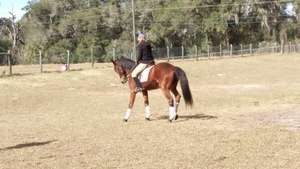Jake a 5 yr old retired Standardbred