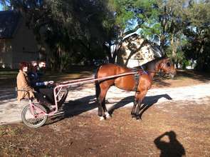 Diesel is so fun to drive! What a beautiful horse!