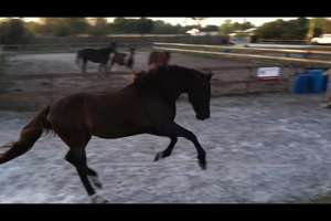 Standardbreds love to play!