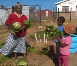 Cabbage - big!