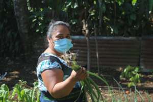 Harvest in Santo Tomas