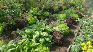 Our lush demonstration garden in Santa Maria