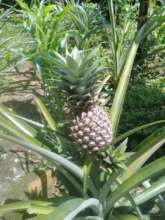 Pineapple from the garden
