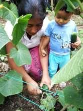 Sra. Chay and her helper, picking cucumbers