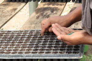 Starting new seedlings