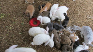 Rabbits produce lots of tasty and nutritious meat