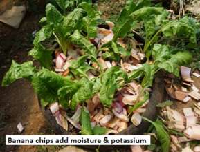 Herminina's chard grows well in re-purposed tire