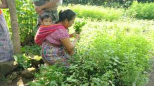 Picking Nutritious Greens From Her Garden