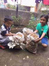 Oyster mushrooms are very tasty and nutritious