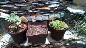 Kitchen seeds = new plants: tomato, peppers, etc.