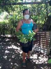 Nutritious greens growing well in a container