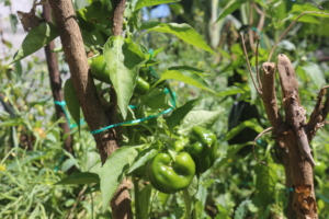 Nutrition Garden: bell peppers ready to pick