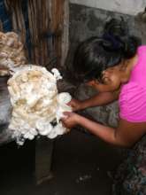 Mushrooms grow indoors, regardless of the weather