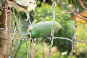 A beautiful cucumber!