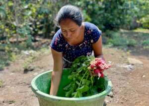 Dona Dina's abundant radish harvest