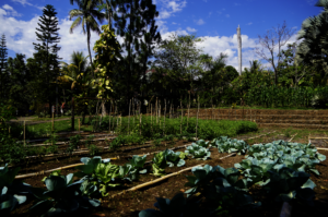 Our new, thriving demonstrating garden in Chocola